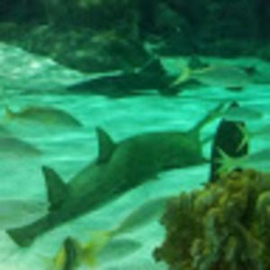 Meet your Posher, Lavette